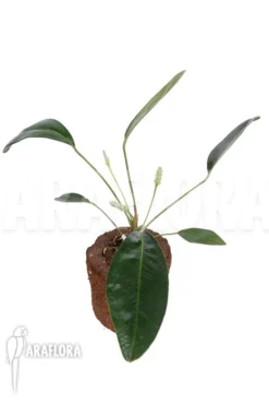 Anthurium Obtusum -Green Haven Sales Store Anthurium obtusum 13