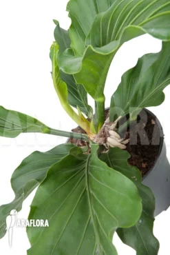 Anthurium Plowmannii