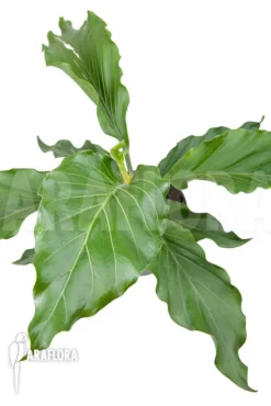 Anthurium Plowmannii 7 Anthurium Plowmannii -Green Haven Sales Store Anthurium plowmannii 3