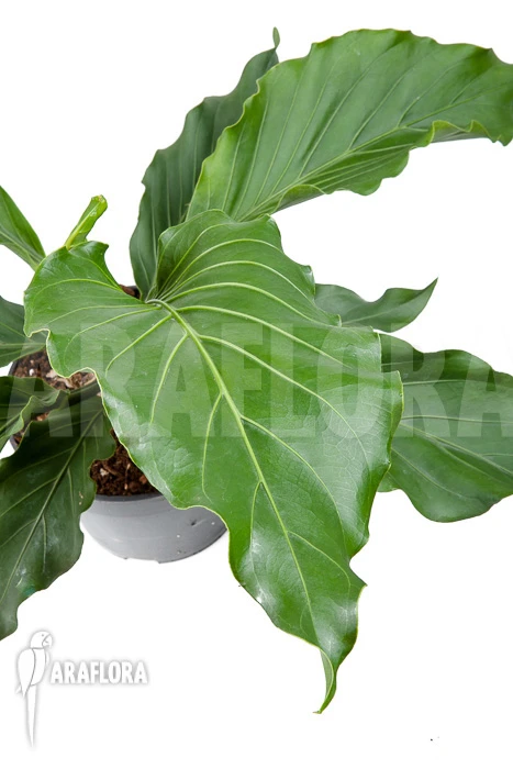 Anthurium Plowmannii 4 Anthurium Plowmannii - Image 4