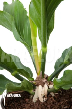 Anthurium Plowmannii 9 Anthurium Plowmannii -Green Haven Sales Store Anthurium plowmannii 5