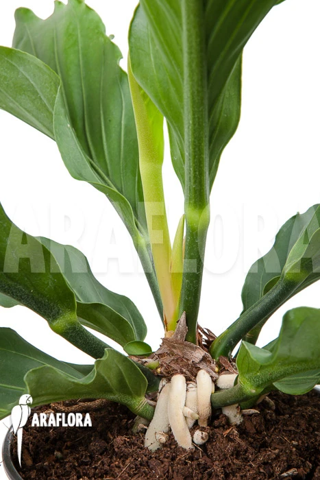 Anthurium Plowmannii 5 Anthurium Plowmannii - Image 5