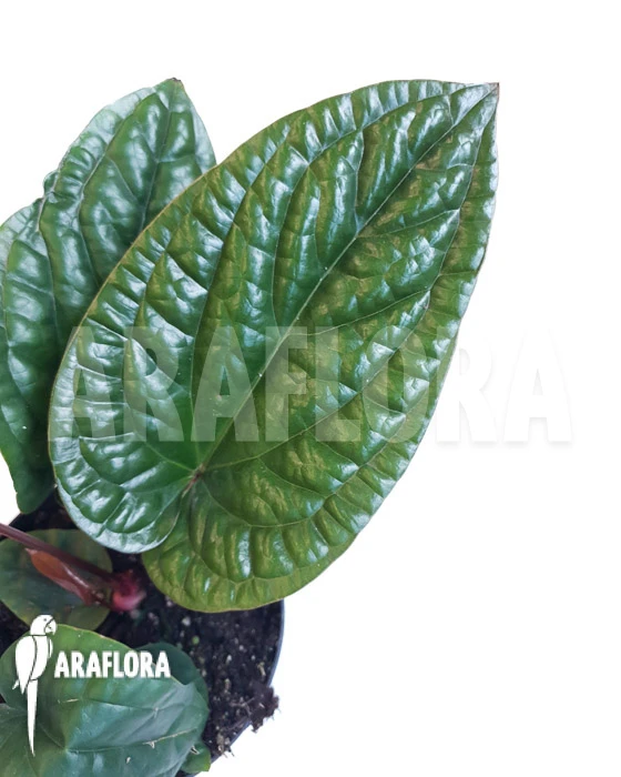 Anthurium Radicans X Luxurians 1 Anthurium Radicans X Luxurians