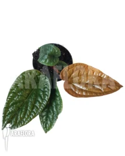 Anthurium Radicans X Luxurians 7 Anthurium Radicans X Luxurians -Green Haven Sales Store Anthurium radicans x luxurians 2