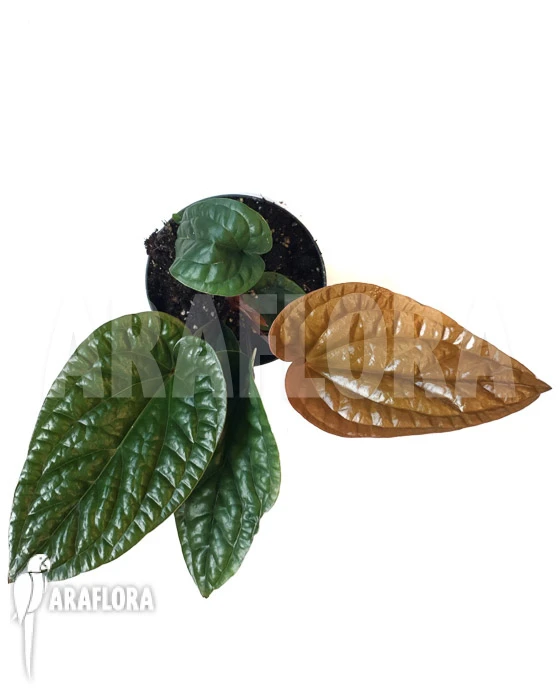 Anthurium Radicans X Luxurians 4 Anthurium Radicans X Luxurians - Image 4