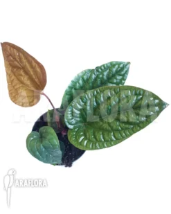 Anthurium Radicans X Luxurians 6 Anthurium Radicans X Luxurians -Green Haven Sales Store Anthurium radicans x luxurians 3
