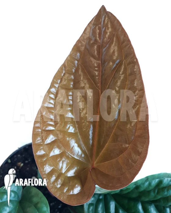 Anthurium Radicans X Luxurians 2 Anthurium Radicans X Luxurians - Image 2