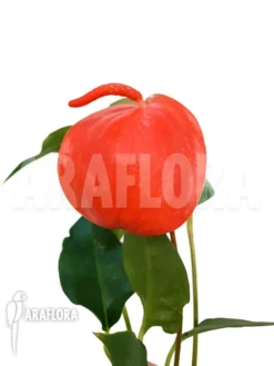 Anthurium Scherzerianum 'Medium'