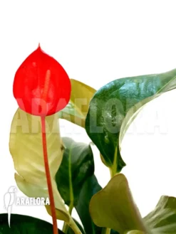 Anthurium Scherzerianum 'Medium' -Green Haven Sales Store Anthurium scherzerianum Medium 2