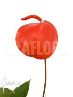 Anthurium Scherzerianum 'Medium' -Green Haven Sales Store Anthurium scherzerianum Medium 3