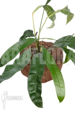 Anthurium Species 2A Amazone
