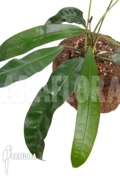 Anthurium Species 2A Amazone -Green Haven Sales Store Anthurium species 2A Amazone 3