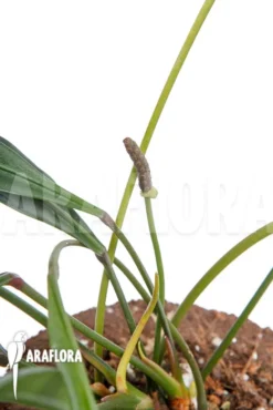 Anthurium Species 2A Amazone -Green Haven Sales Store Anthurium species 2A Amazone 4