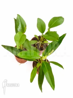 Anthurium Terrarium Package