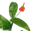 Anthurium Vanderknaapii
