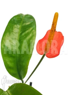 Anthurium Vanderknaapii -Green Haven Sales Store Anthurium vanderknaapii 3