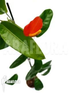 Anthurium Vanderknaapii -Green Haven Sales Store Anthurium vanderknaapii 4