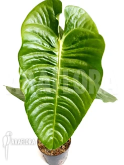 Anthurium Veitchii