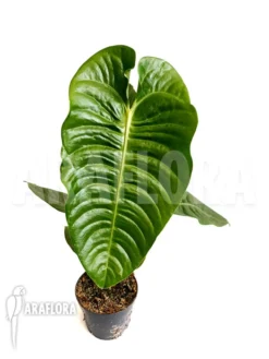 Anthurium Veitchii -Green Haven Sales Store Anthurium veitchii 2