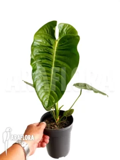 Anthurium Veitchii -Green Haven Sales Store Anthurium veitchii 3