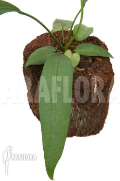 Anthurium Vittariifolium TypeB 'small'