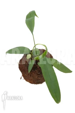 Anthurium Vittariifolium TypeB 'small' -Green Haven Sales Store Anthurium vittarifolium typeb small 3