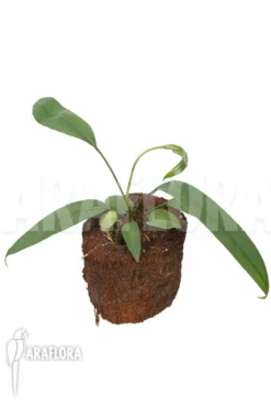 Anthurium Vittariifolium TypeB 'small' -Green Haven Sales Store Anthurium vittarifolium typeb small 4
