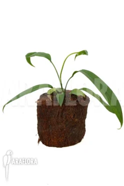 Anthurium Vittariifolium TypeB 'small' -Green Haven Sales Store Anthurium vittarifolium typeb small 5