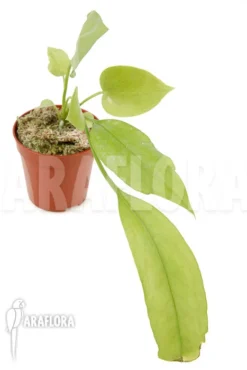 Anthurium Vittariifolium TypeB 'starter'