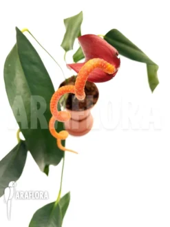 Anthurium Wendlingeri X Scherzerianum -Green Haven Sales Store Anthurium wendlingeri x scherzerianum 4