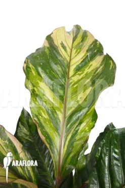 Anthurium X 'Jungle Bush' Nr2 Variegata 'xl'