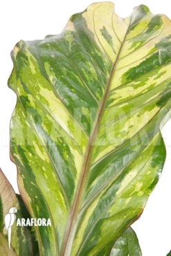 Anthurium X 'Jungle Bush' Nr2 Variegata 'xl' -Green Haven Sales Store Anthurium x Jungle Bush Nr2 Variegata M 3