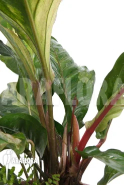 Anthurium X 'Jungle Bush' Nr2 Variegata 'xl' -Green Haven Sales Store Anthurium x Jungle Bush Nr2 Variegata M 4