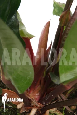 Anthurium X 'Jungle Bush' Nr2 Variegata 'xl' -Green Haven Sales Store Anthurium x Jungle Bush Nr2 Variegata M 5