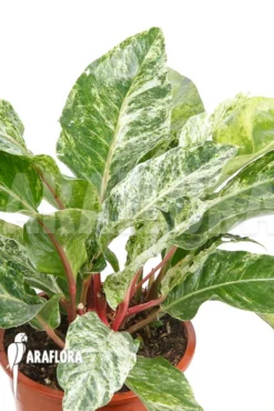 Anthurium X 'Jungle Bush' Nr3 Variegata 'xl' -Green Haven Sales Store Anthurium x Jungle Bush Nr3 Variegata S 3