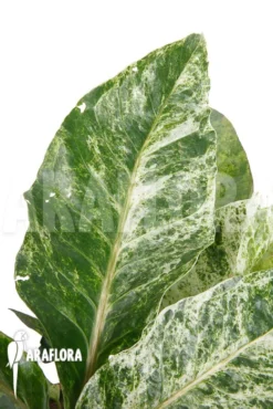 Anthurium X 'Jungle Bush' Nr3 Variegata 'xl' -Green Haven Sales Store Anthurium x Jungle Bush Nr3 Variegata S 4