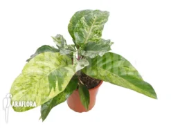 Anthurium X 'Jungle Bush' Nr3 Variegata 'xl' -Green Haven Sales Store Anthurium x Jungle Bush Nr3 Variegata S 6