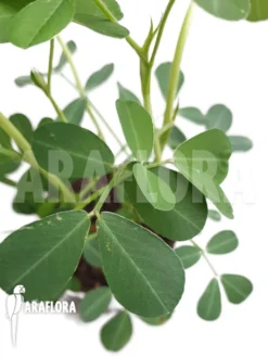 Arachis Hypogaea (peanut Plant)