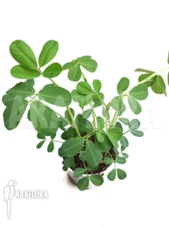 Arachis Hypogaea (peanut Plant) -Green Haven Sales Store Arachis hypogaea 3