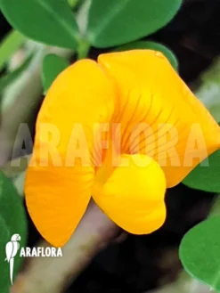 Arachis Hypogaea (peanut Plant) -Green Haven Sales Store Arachis hypogaea 4