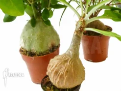 Araflora Antplant Package Fourspecies -Green Haven Sales Store Araflora Antplant package fourspecies 1