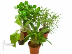 Araflora Antplant Package Fourspecies