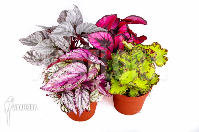 Araflora Begonia Package Flora 1 Araflora Begonia Package Flora