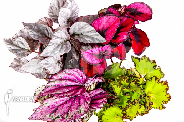 Araflora Begonia Package Flora 2 Araflora Begonia Package Flora - Image 2