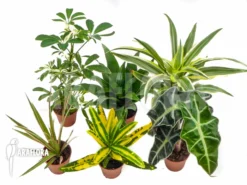 Araflora Easyplant Starter Package