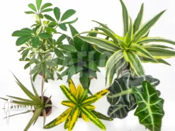 Araflora Easyplant Starter Package -Green Haven Sales Store Araflora Easyplant Starter package 3