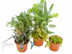 Araflora Fern Easy Starter Package -Green Haven Sales Store Araflora Fern Easy Starter package 3