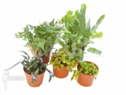 Araflora Fern Easy Starter Package