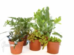 Araflora Fern Easy Starter Package -Green Haven Sales Store Araflora Fern Easy Starter package 5