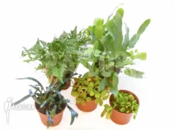 Araflora Fern Easy Starter Package -Green Haven Sales Store Araflora Fern Easy Starter package 6